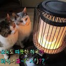 썬다방 - 울릉군 봉래2길 7 | 썬다방