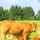 한우다움 이미지