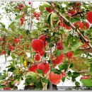 [사과]-사과 주요품종 및 대목의 특성과 재배요령 이미지