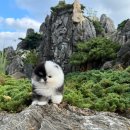 디디에퍼피 이미지