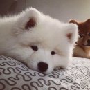 귀여워, 댕댕이 이미지