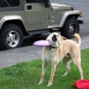 파트라슈 이미지