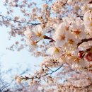 꽃소리BLOSSOM