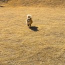 대덕면사무소.내건지리 | 국립김천숲속야영장 반려견 동반 캠핑 후기 | 숲속에서 제대로 힐링하고 왔습니다