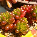 다육꽃세상 이미지