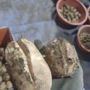 식당에서도 사용하기 좋은 제주도 구좌탐라 못난이 감자(흠과) 주문받습니다 이미지