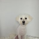 베이비독 이미지