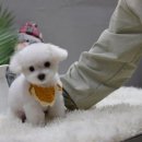 러브펫살롱 이미지