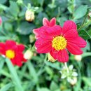 삼일1리 이미지