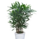 사파동358 이미지