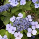 대평농장 이미지