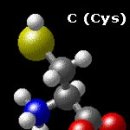 유황 함유 아미노산 Sulfur-Containing Amino Acids 이미지