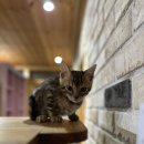 빙글뱅글캐터리 이미지