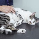 양주동물병원 이미지