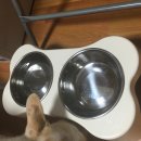 데일리독 이미지