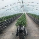 태자농장 이미지