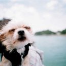 coco puppy 이미지