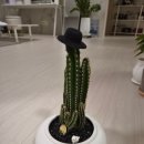 씨유 대구신성로점 | 대구 신암동 제주농원 | 작은 선인장 하나로 집 분위기가 달라지는 곳