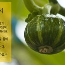 호박꽃식품 이미지