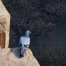 비둘기집 이미지