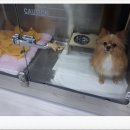 닥터팬더 동물병원 이미지