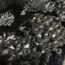 광택농장 이미지