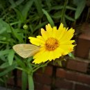 입장 제일행정사 이미지