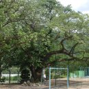 상평현서분교 이미지