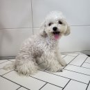 동행펫살롱 이미지