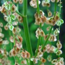 [1월 17일 탄생화] 수영(Rumex) : 친근한 정 이미지