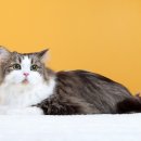 나만 없어 고양이 이미지