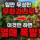(첨단농업대학교) 무화과 광보상점 1000 룩스 이미지