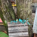 캠핑 앨리스 이미지