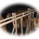 양지목장 이미지