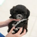 인천 강아지분양 고양이분양 미유펫 이미지