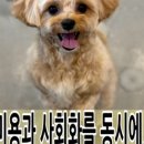 쑝이네 애견샵 이미지