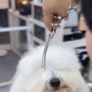 바비펫샵 이미지