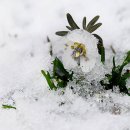 땡칠이네 이미지