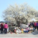 3.16,(토)~17,(일)/산수유 축제&광양 매화 축제 신청하세요 이미지