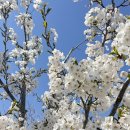 마인계터1 | 목포 유달산 봄축제 2026 후기 일정 벚꽃 명소 산책 코스 주차 총정리