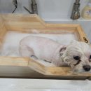 메리몰펫샵 안락점 이미지