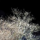 달랏(DA LAT) 이미지