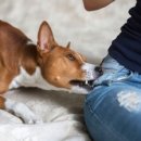 쌀강아지 이미지