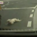 백구오토바이
