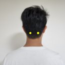 풍지동물병원 | 강아지 감기에 좋은 혈자리 풍지혈 눌러주세요