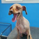 개편한 미용# 이미지