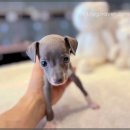 부천강아지분양 고양이분양 24시 데려가개 부천점 | 광주강아지분양 고양이분양 24시 데려가개본점에서 반려견과의 일상 시작하기