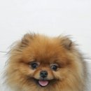 착한애견미용 이미지