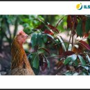 웅추농장 이미지