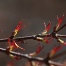 계수나무 이미지